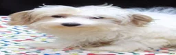 Maltipoo dogs for sale: Sage - Ad 6
