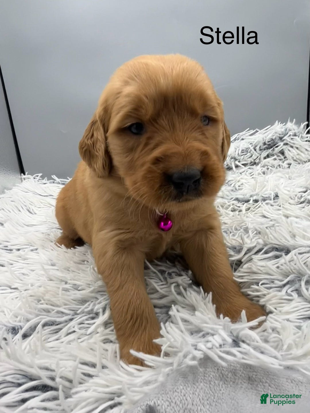 Golden Retriever dogs for sale: Golden Retriever Puppy - Stella - Ad 6