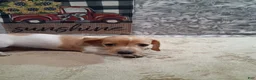 Miniature Dachshund dogs for sale: Hammy - Ad 3