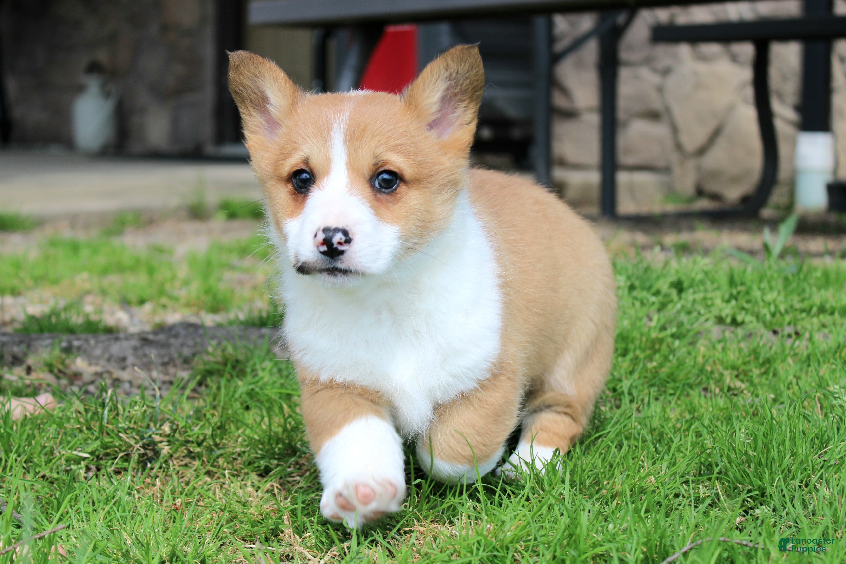 Welsh Corgi Pembroke dogs Denver - Ad 2