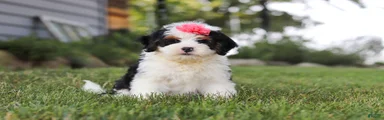 Bella