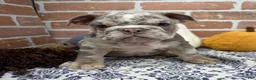 English Bulldog dogs for sale: Eric - Ad 3