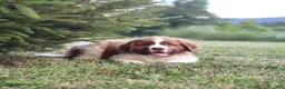 Saint Berdoodles dogs for sale: Bear - Ad 13