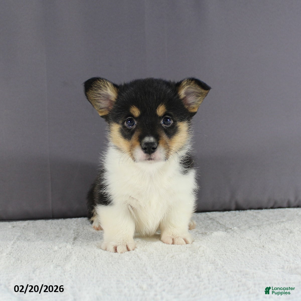 Welsh Corgi Pembroke dogs Rosa  - Ad 1