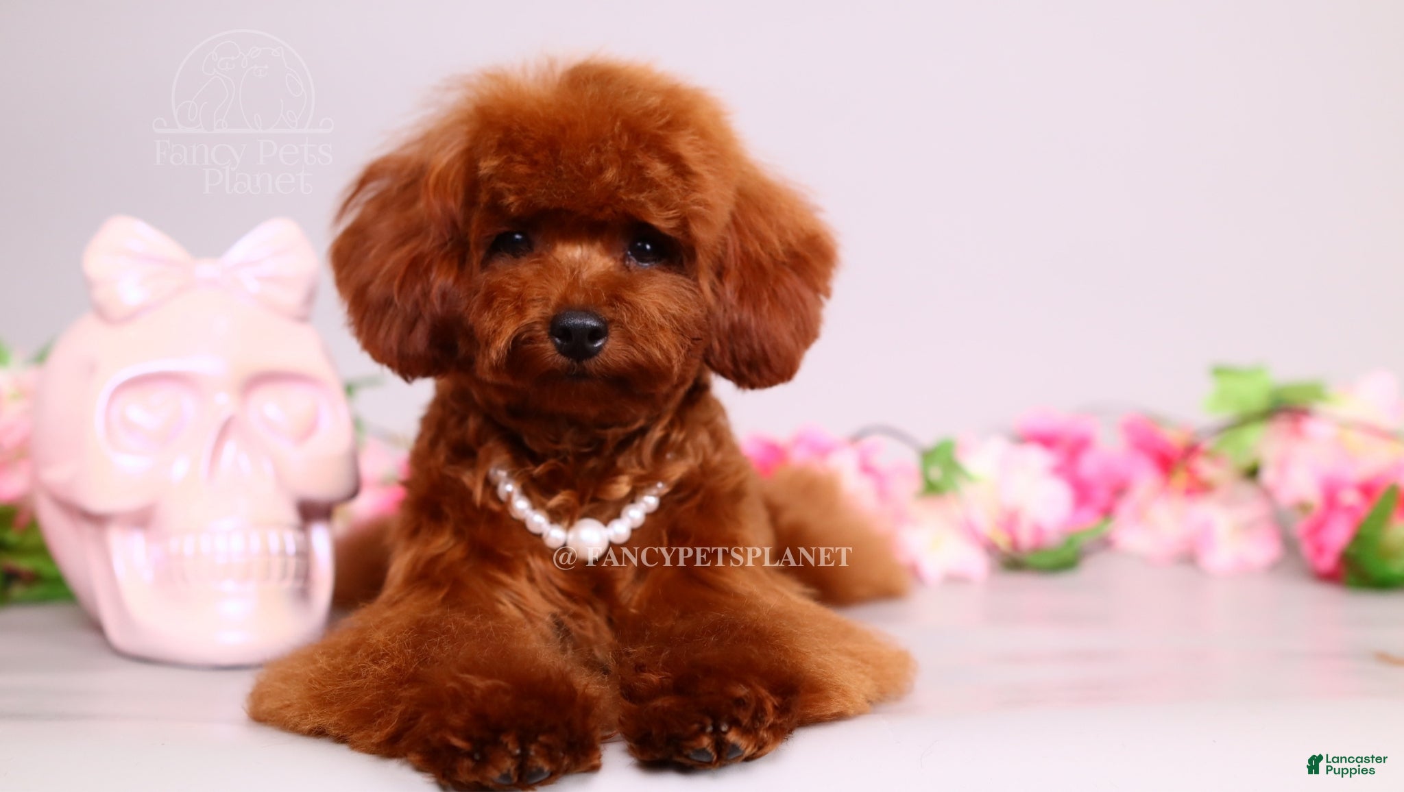 Toy Poodle dogs for sale: Ruby mahogany red toy girl  - Ad 1