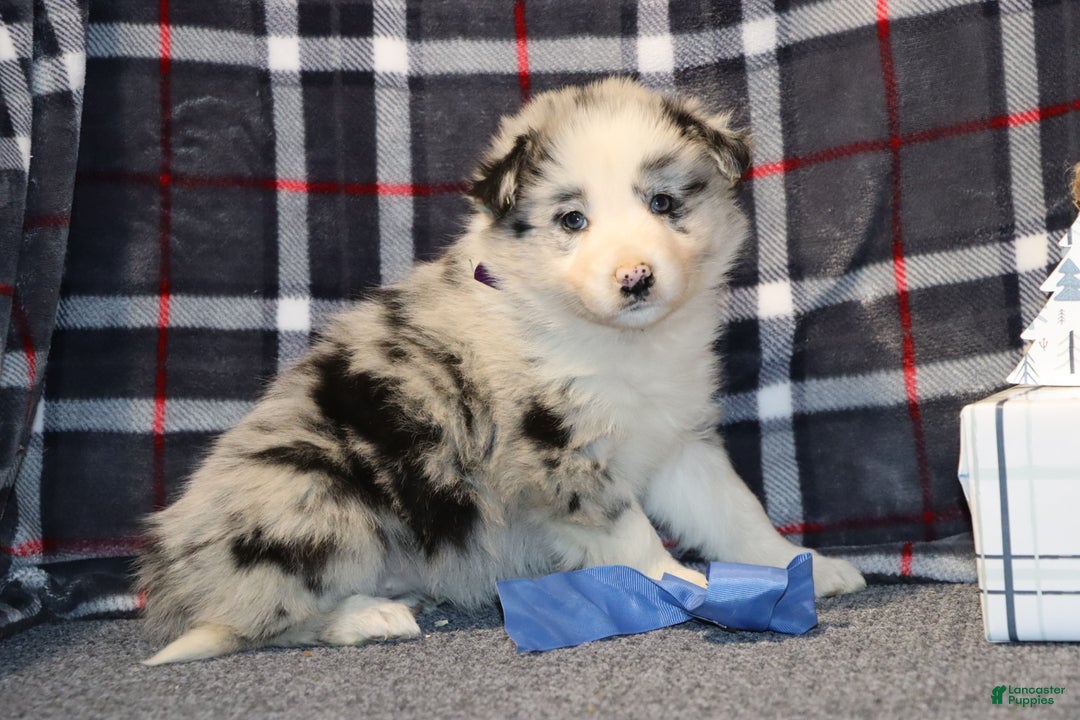 Border Collie dogs for sale: willow - Ad 3