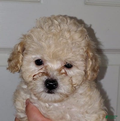 Miniature Poodle dogs Rose (1.6 poubds) - Ad 1