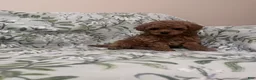 Cavapoo dogs for sale: Beau (Bo) - Ad 4