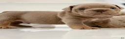 English Bulldog dogs for sale: ELMER - Ad 10