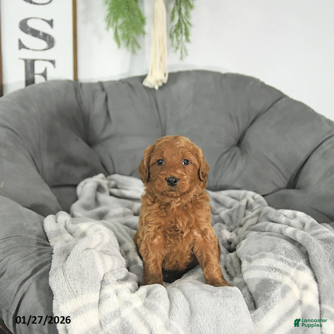 Mini Goldendoodle dogs for sale: Romeo - Ad 5