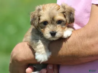 Havanese dogs Max - Ad 20