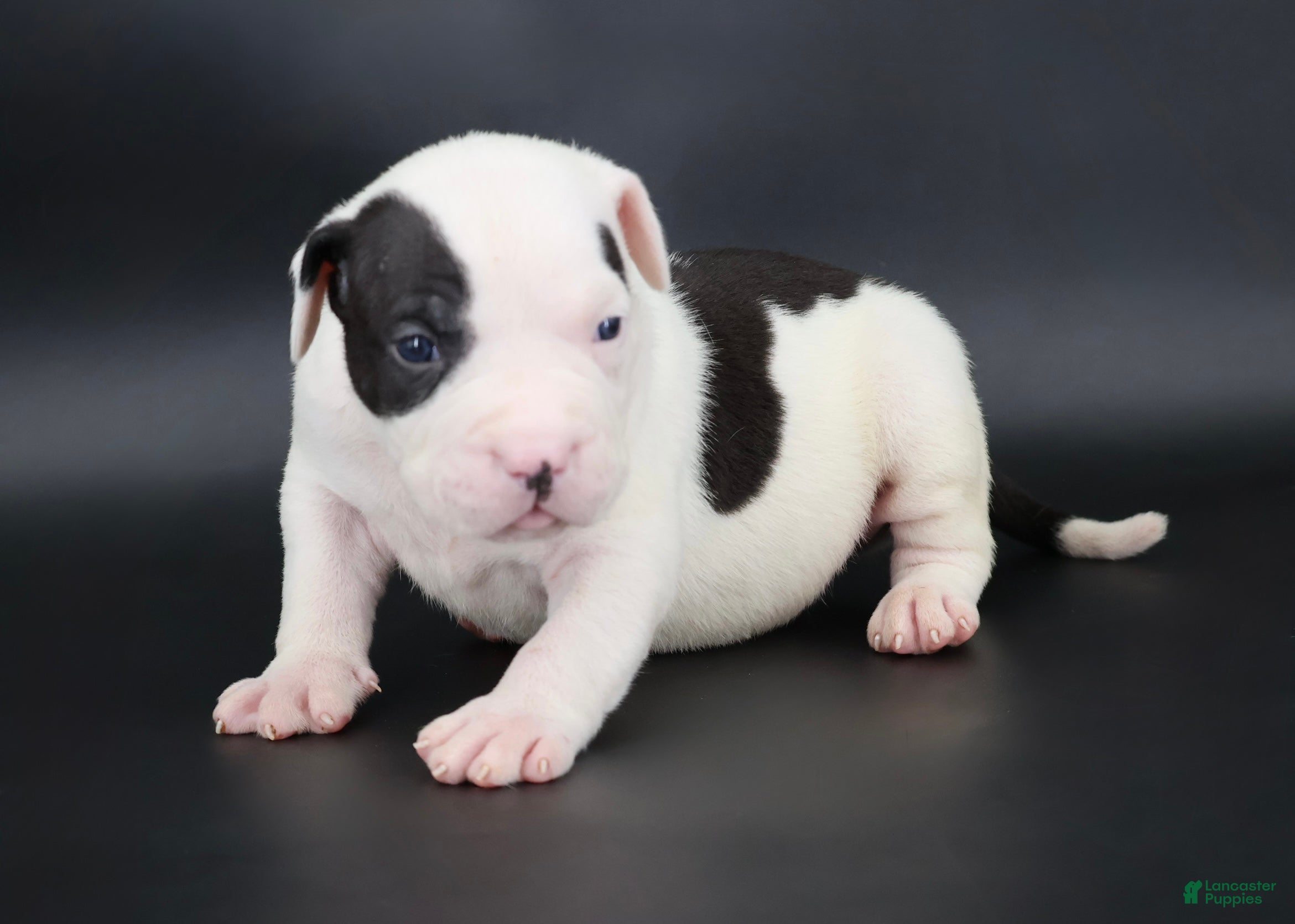 American Bully dogs Achilles - XL - ABKC - Ad 1