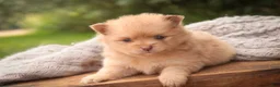 Pomeranian dogs for sale: Toulouse Pomeranian  - Ad 4