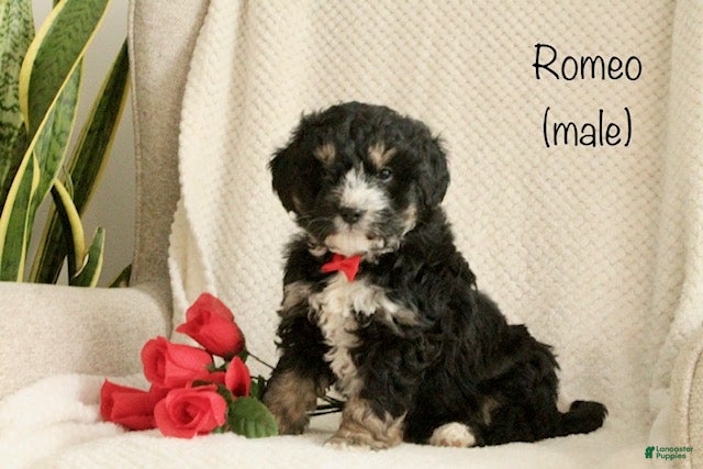 Mini Bernedoodle dogs for sale: Romeo - Ad 3