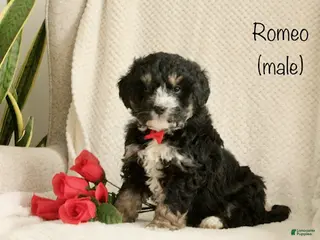 Mini Bernedoodle dogs for sale: Romeo - Ad 3