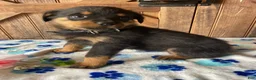 Rottweiler dogs for sale: Bella - Ad 3