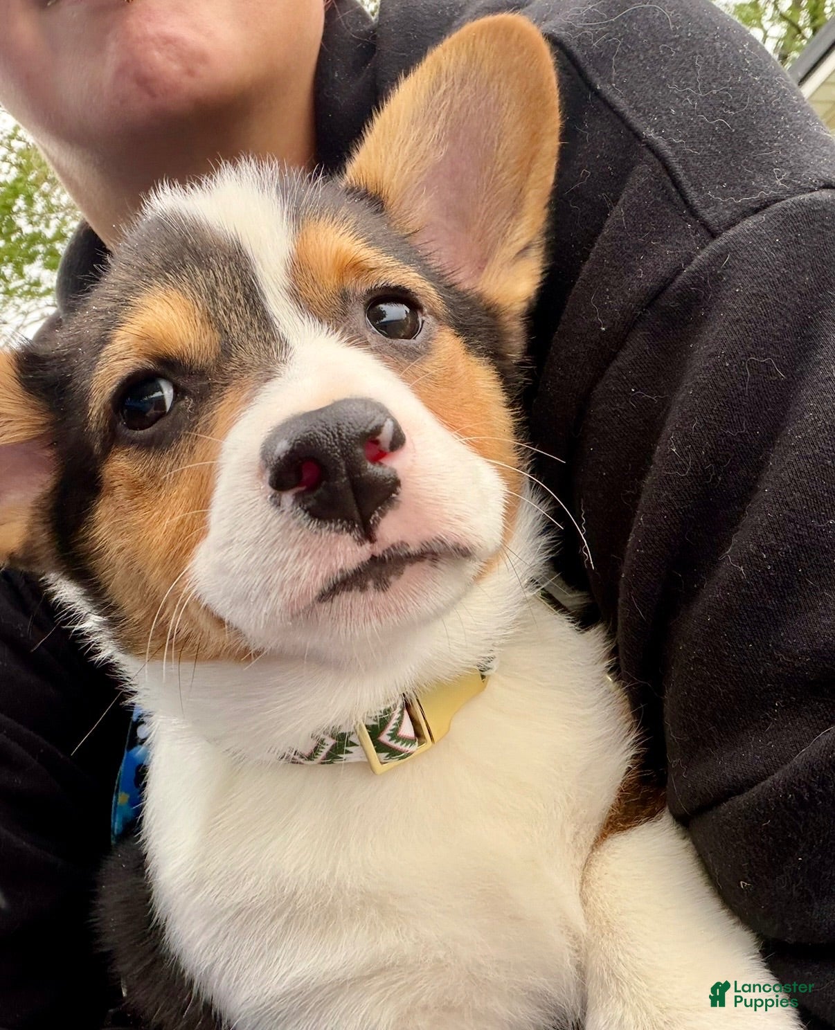 Welsh Corgi Pembroke dogs Welsh Corgi Pembroke Male - Ad 40