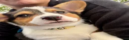 Welsh Corgi Pembroke dogs for sale: Welsh Corgi Pembroke Male - Ad 1