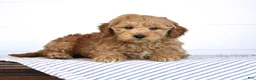 Mini Goldendoodle dogs for sale: Trevor - Ad 3