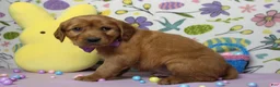 Golden Retriever dogs for sale: Chance - Ad 6