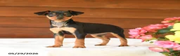 Miniature Pinscher dogs for sale: Cuddles - Ad 4