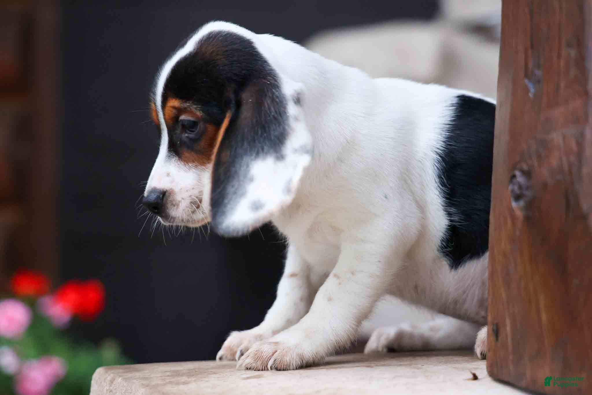 Beagle dogs Dolly💗 - Ad 2
