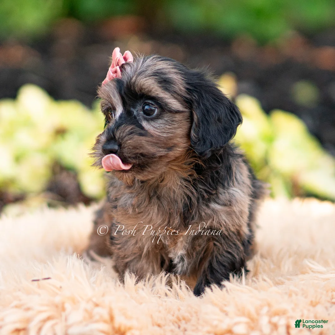 Yorkiepoo dogs for sale: Esmeralda - Ad 2
