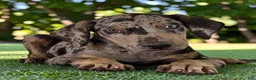 Catahoula Leopard Dog dogs for sale: Tigger 2026 Male 2 - Ad 14