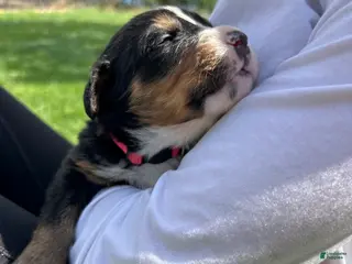 Bernese Mountain Dog dogs Bernese Mountain Dog Puppy 4 - Ad 41