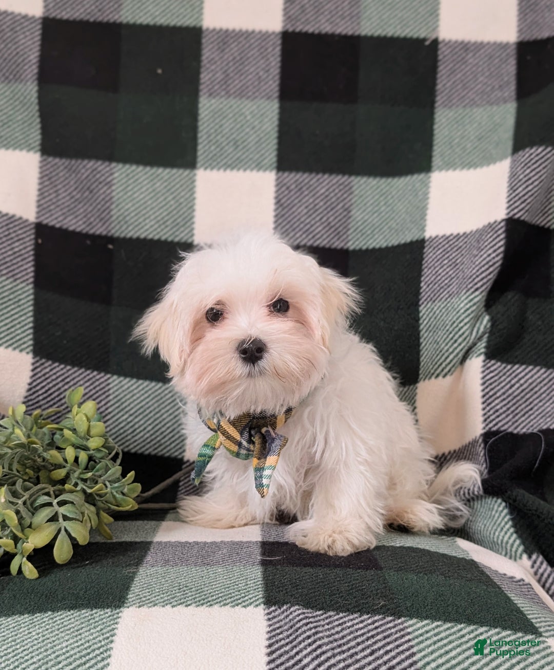 Maltese dogs for sale: Augustus 7 lbs Full Grown - Ad 5