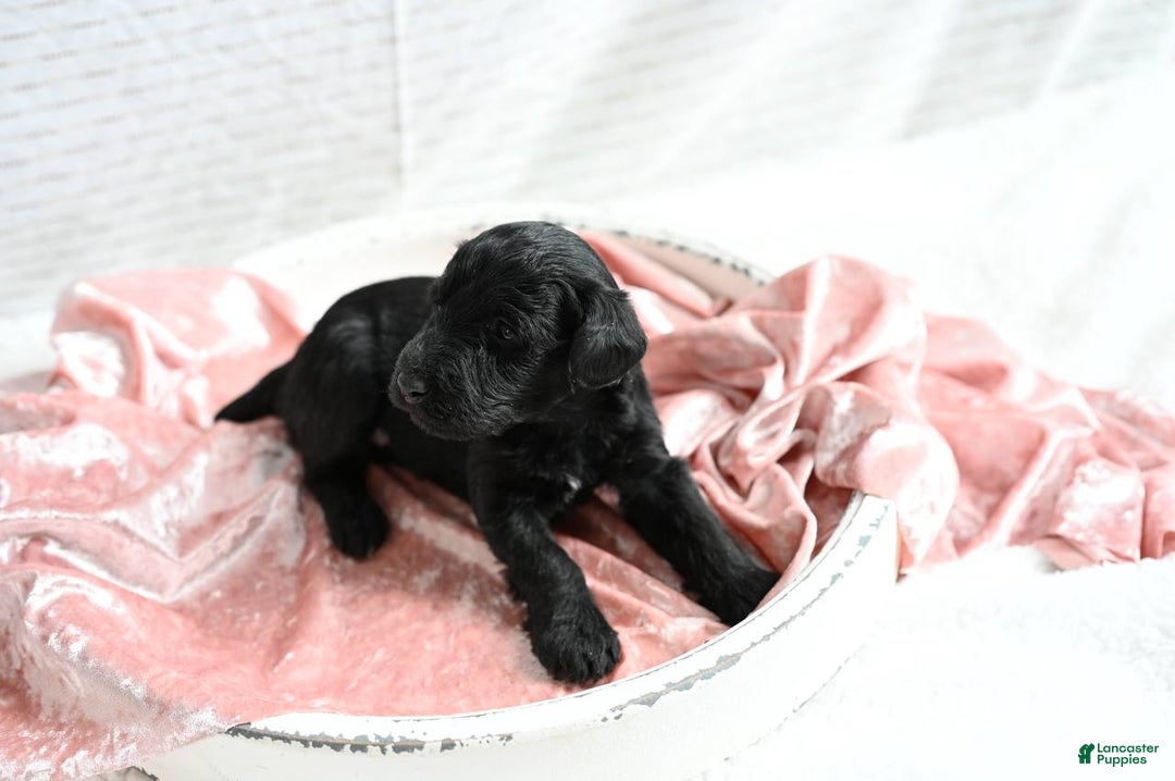 Mixed Breed dogs for sale: Daisy - Ad 2