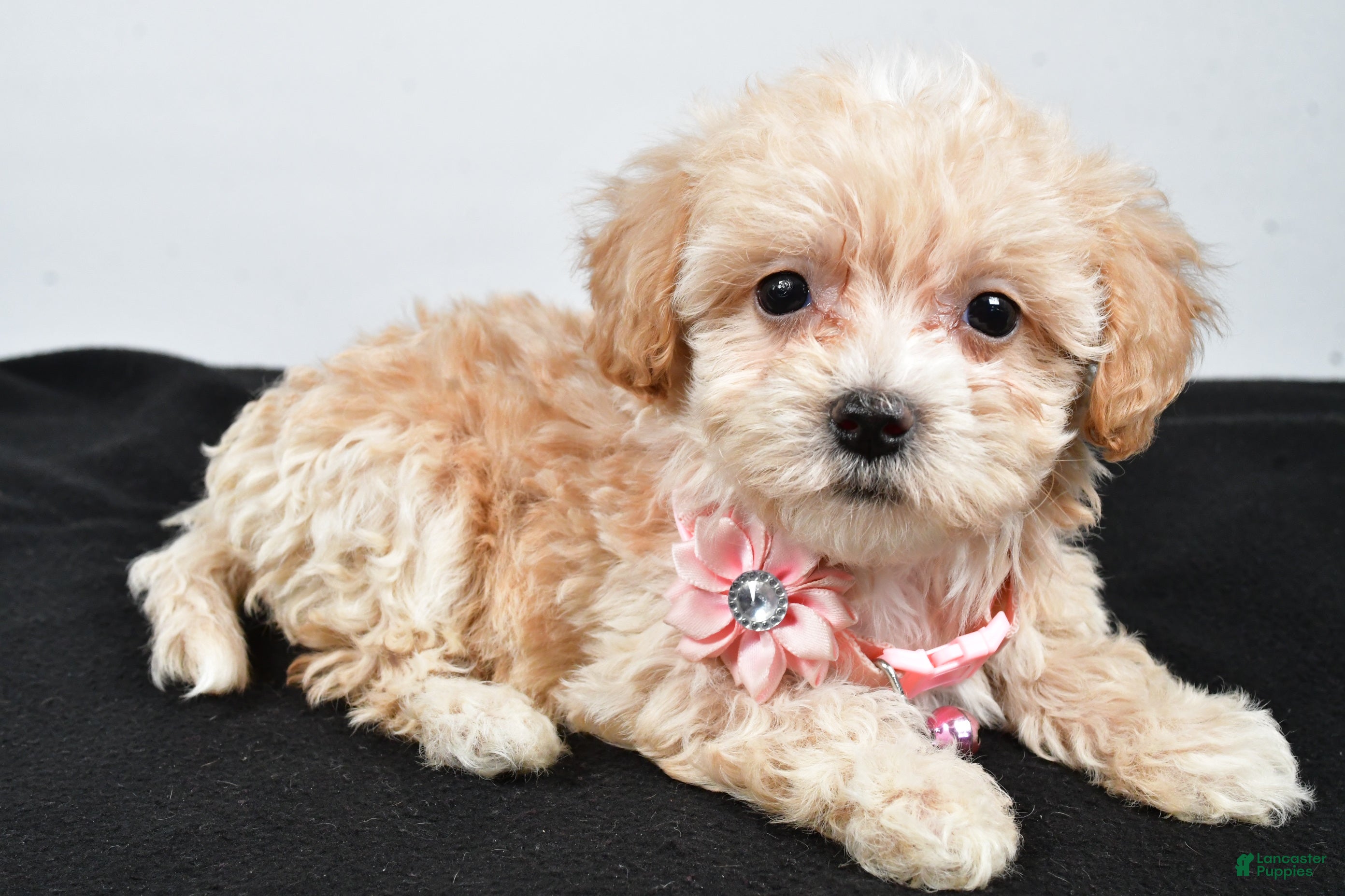 Maltipoo Puppies for sale in Baltic, Ohio Lancaster Puppies