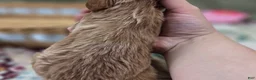 Cavapoo dogs for sale: Miles - Ad 30
