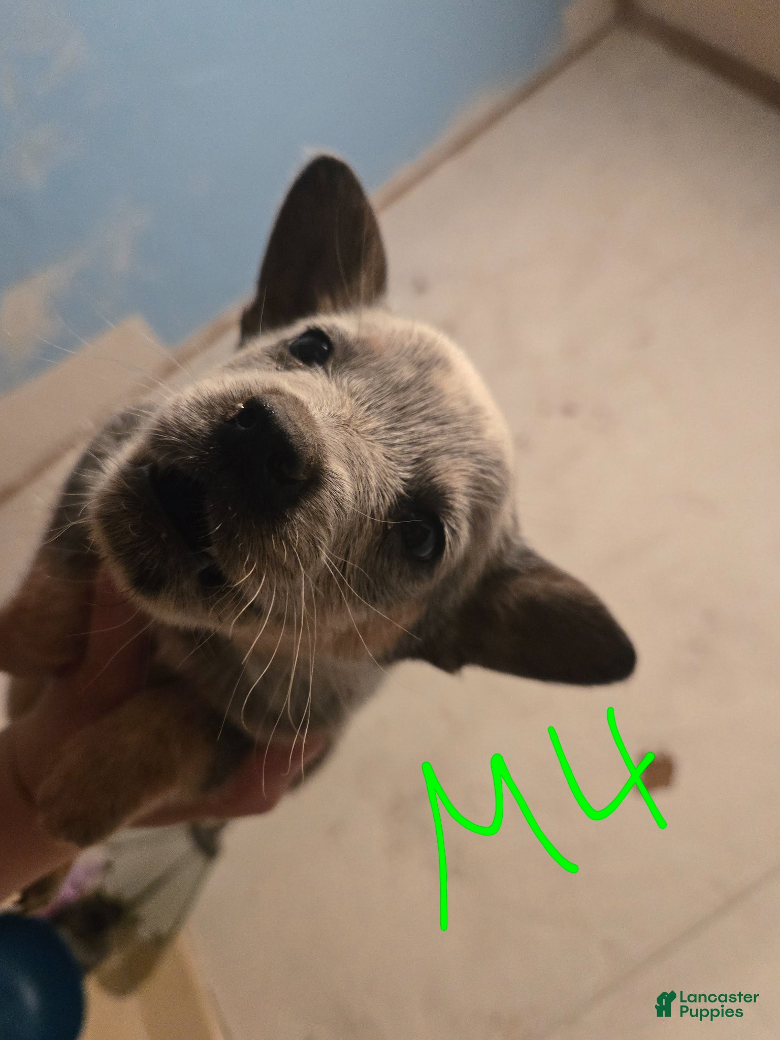 Australian Cattle Dog dogs DJ - Ad 42