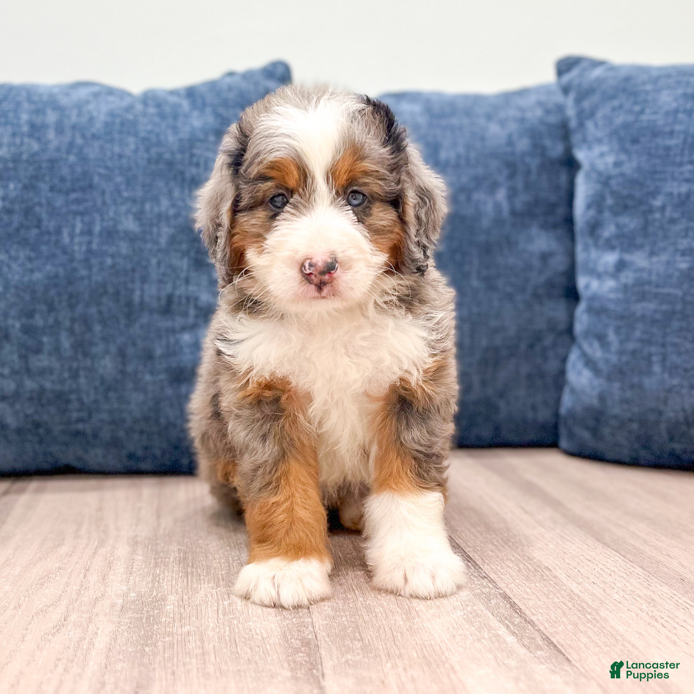 Mini Bernedoodle dogs Sadie - Ad 1