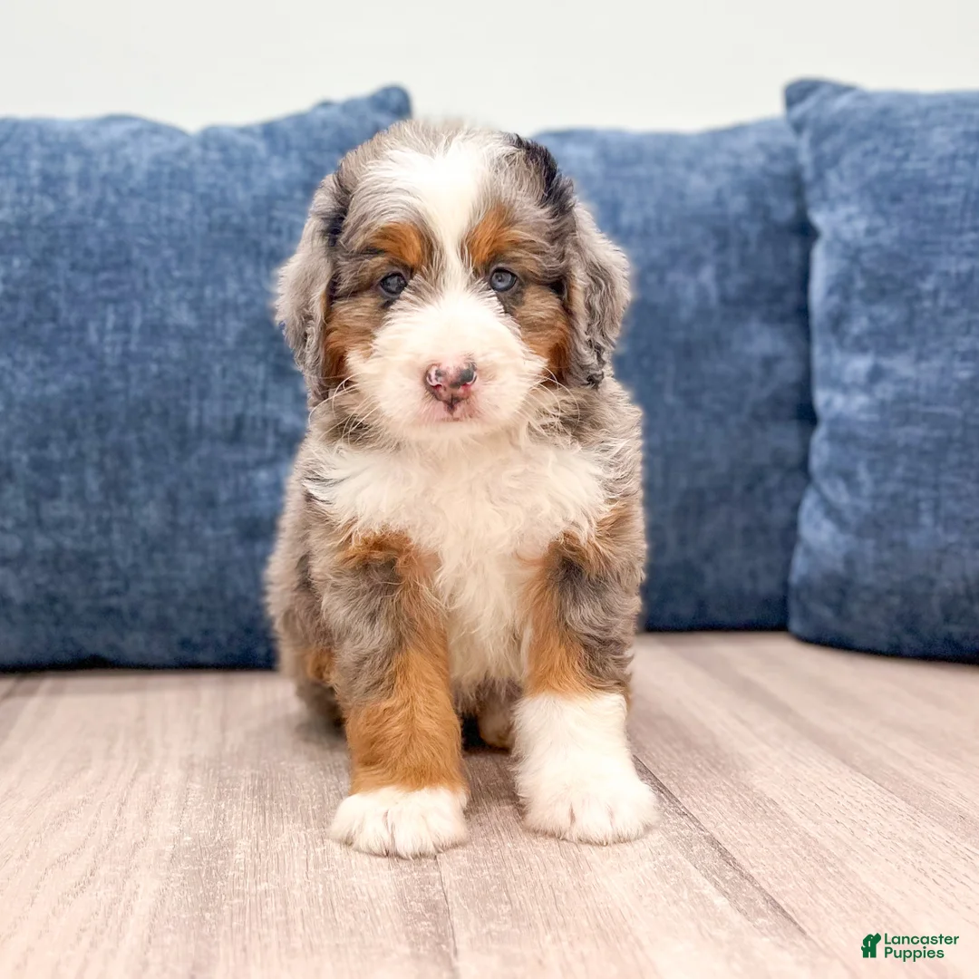 Mini Bernedoodle dogs for sale: Sadie - Ad 1
