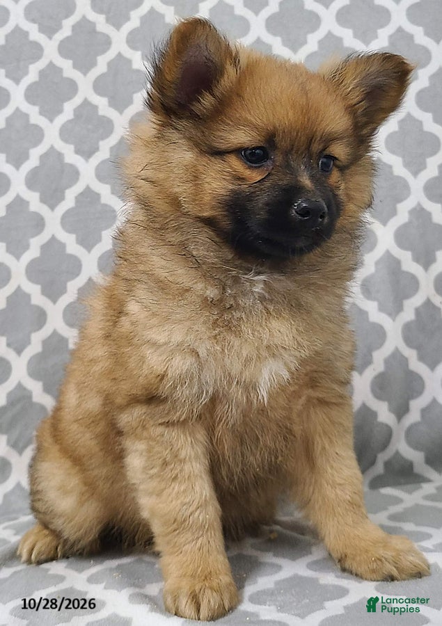Pomeranian dogs for sale: Mocha - Ad 2