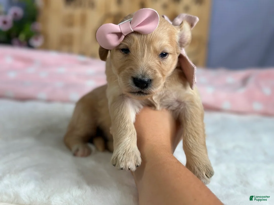 Goldendoodle dogs for sale: Wilhelma - Ad 1