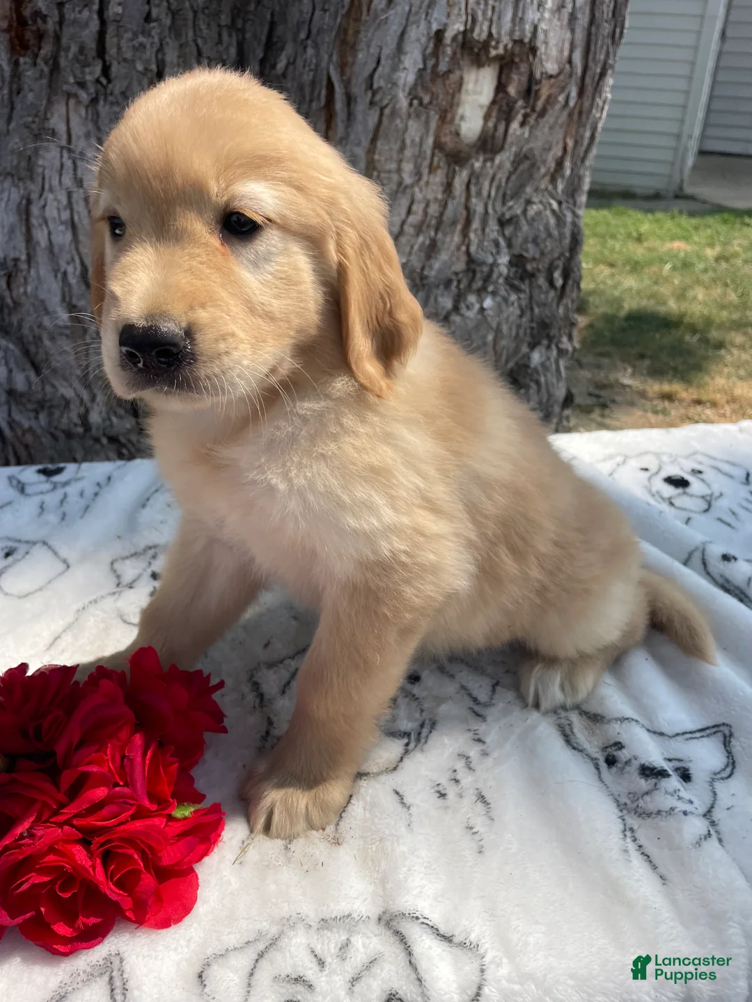 Mixed Breed dogs for sale: Etta - Ad 2
