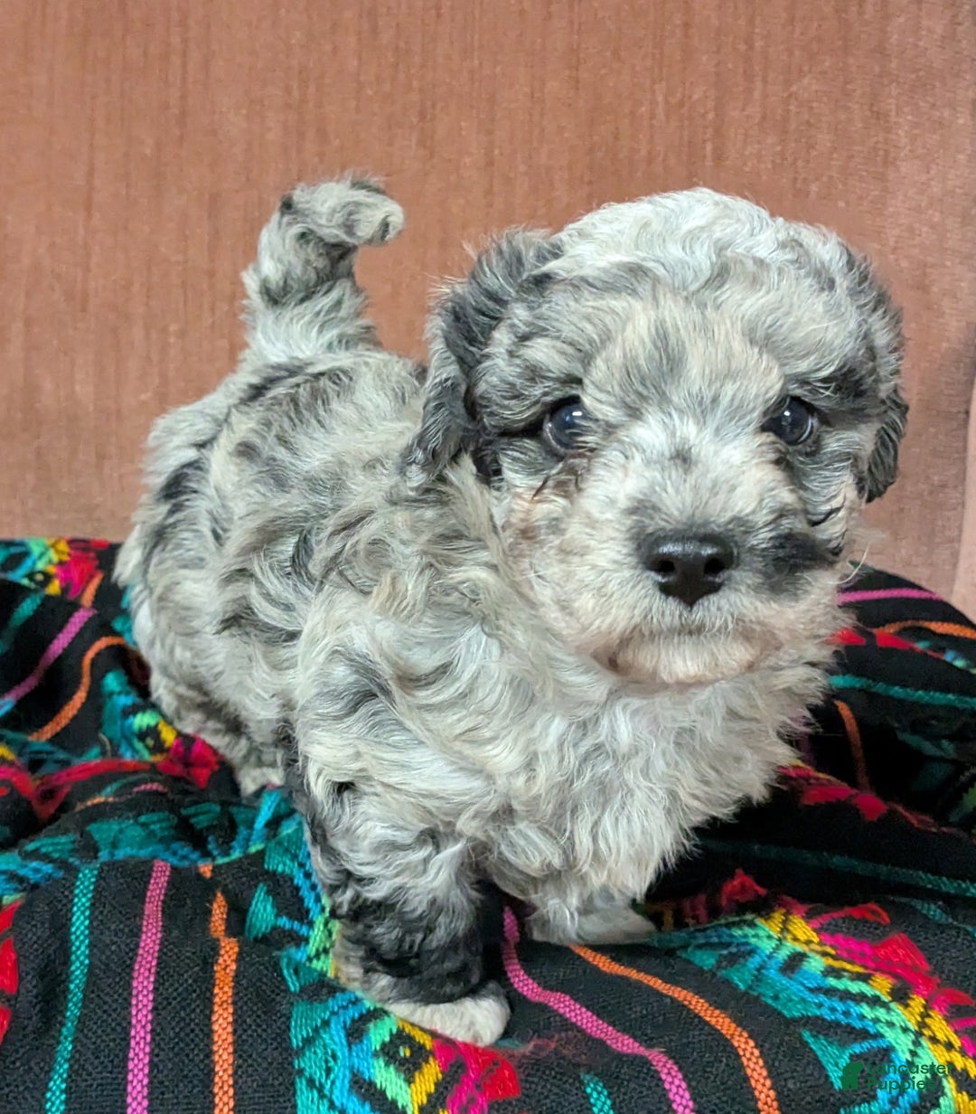 Bichpoo dogs for sale: Babe - Ad 1