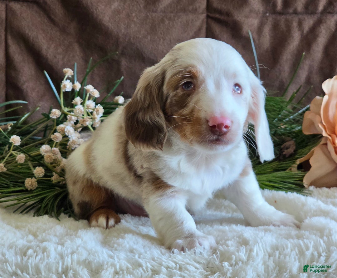 Miniature Dachshund dogs for sale: Scot special needs  - Ad 3