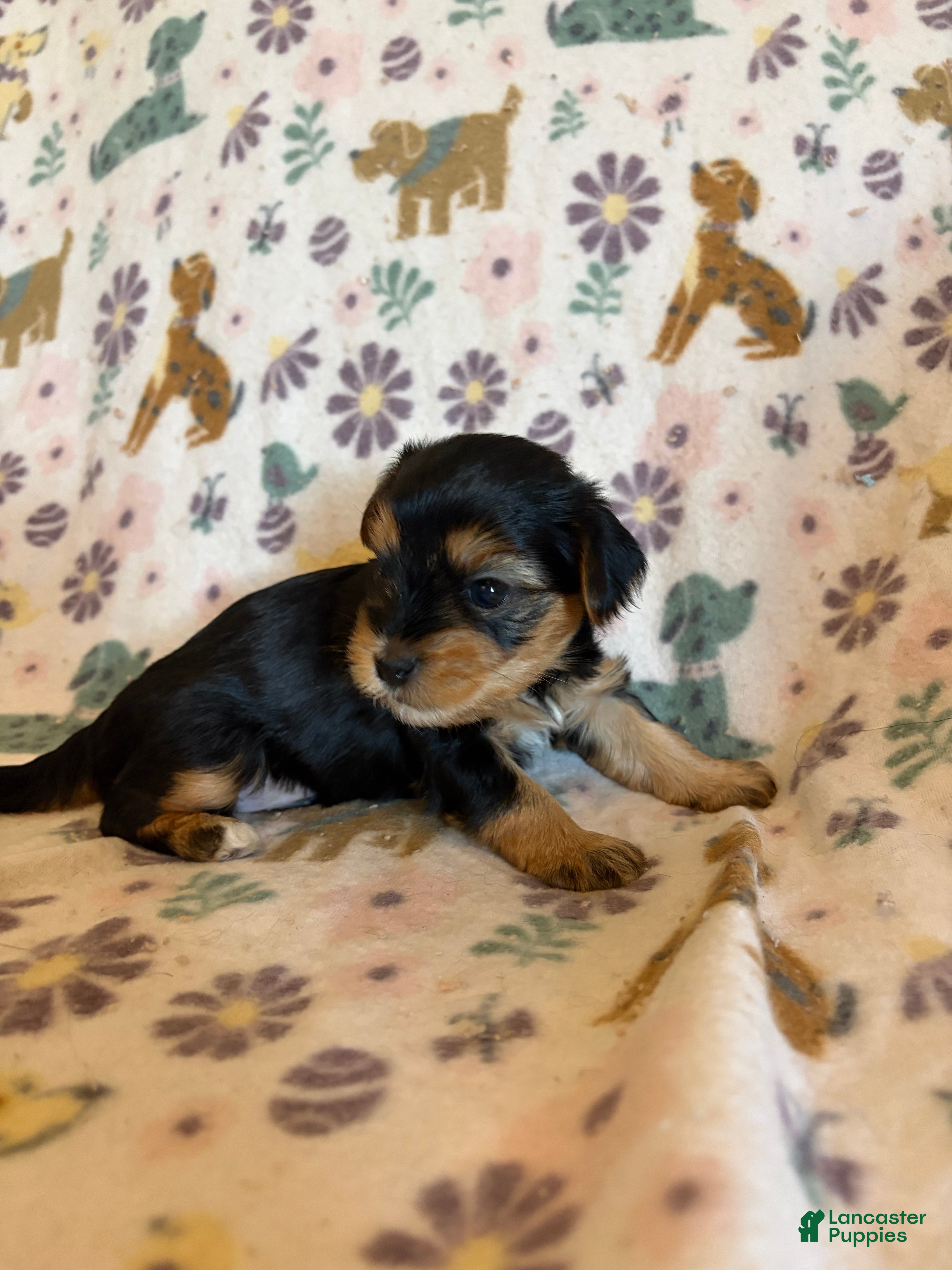 Morkie dogs Cash - Ad 18