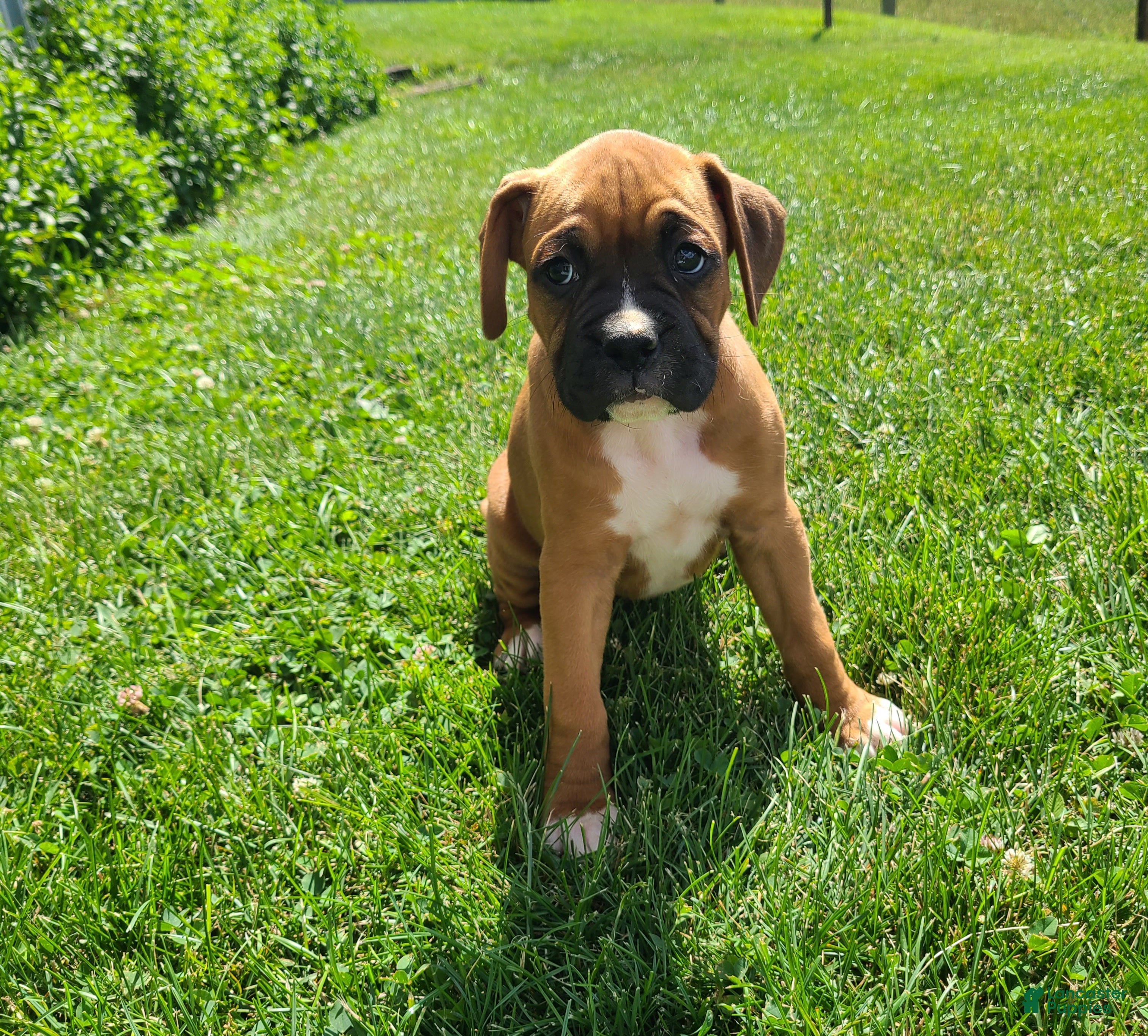 Boxer dogs Rover - Ad 1