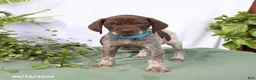 German Shorthaired Pointer dogs for sale: Max - Ad 3