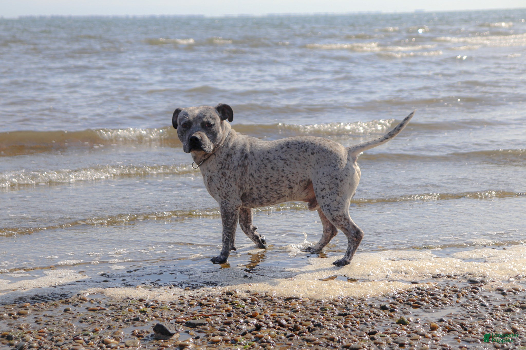 American Bully dogs Priest - Ad 1