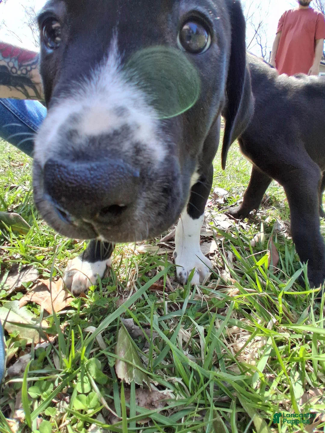 Mixed Breed dogs for sale: Michael Bolton  - Ad 1