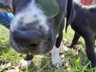 Mixed Breed dogs for sale: Michael Bolton - Ad 2