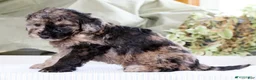 Miniature Poodle dogs for sale: Kamo - Ad 10