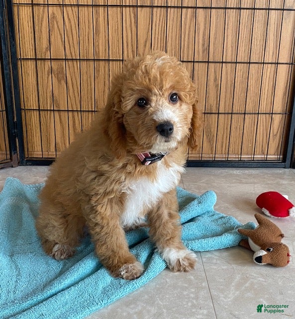 Mini Goldendoodle dogs Sugar - Ad 2