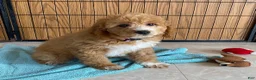 Mini Goldendoodle dogs for sale: Sugar - Ad 2